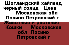 Шотландский хайленд черный солид › Цена ­ 1 500 - Московская обл., Лосино-Петровский г. Животные и растения » Кошки   . Московская обл.,Лосино-Петровский г.